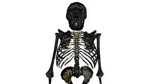 El antropólogo kamoya kimeu fue el encargado de descubrir el esqueleto en agosto de 1984 cerca del lago turkana en kenia, por lo cual lo llamaron como el niño de turkana. à¦Ÿ à¦‡à¦Ÿ à¦° Museo Nacional De Ciencias Naturales Un Estudio Revela Que El Homo Erectus Era Achaparrado Y Robusto Un Trabajo Del Csic Co Liderado Por Markus Bastir Investigador Del Mncn Y Daniel Garcia Del Cenieh Reconstruye