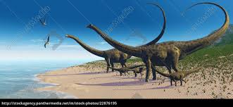 It, along with sauropods such as apatosaurus (formerly brontosaurus), belong to a related subgroup of dinosaurs called diplodocids, members of which were some of the longest land animals that ever lived. Diplodocus Herd Lizenzfreies Bild 22876195 Bildagentur Panthermedia
