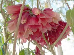 Image result for Tecomanthe dendrophila