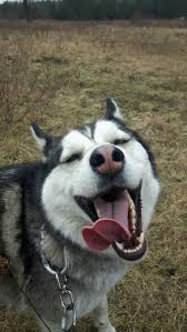 Are Huskies Good With Kids Here S What Real Parents Say Meo Kitty Cho Husky động Vật