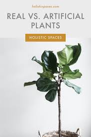 Arrives at your doorstep faster than ever. Q A Sunday Real Vs Artificial Plants Anjie Cho