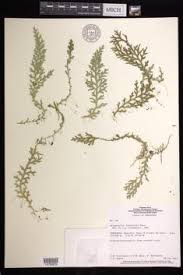 Image result for Selaginella chevalieri