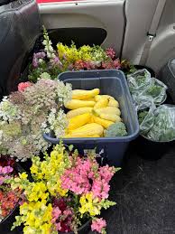 Our friends at Learning 4 Life Farm just dropped off this mornings  harvest!! Look at all these colors!! We will be at Happy Dog Farm Stand (7  E Main St Alexandria OH)