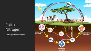 Maybe you would like to learn more about one of these? Contoh Siklus Nitrogen Pengertian Tahapan Peranan Konsep Penting Dan Penjelasan Apayangdimaksud Com