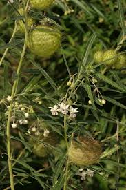Image result for Gomphocarpus semilunatus