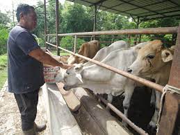 November 25, 2017november 25, 2017 lembumurah. Hanya 15 Ekor Lembu Korban Dijual Utusan Digital