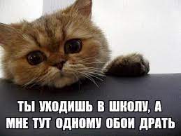 Грустный котик — мне тут одному обои драть? (мем)