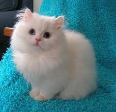 Black And White Persian Cat With Blue Eyes Blue Eyed White Doll Face Persian Kitten Ava Bluebengalcat Persian Cat Doll Face Persian Kittens Persian Cat White