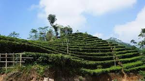 Pada mulanya di tahun 1990. Kebun Teh Nglinggo Kulon Progo Dinas Pariwisata Daerah Istimewa Yogyakarta