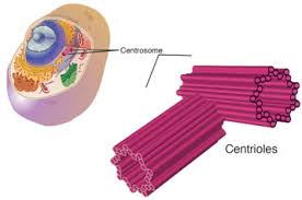 Check spelling or type a new query. Centrioles Structure Functions Centriole In Plants