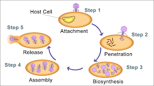 Process Of Lytic Cycle Biology Amazing Science Facts Cycle