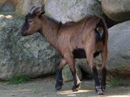 Belgian fawn, german improved fawn, the camosciata delle alpi in. Zootierlistehomepage