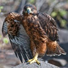 Birds Of Prey Digital Release Date Uk Birds Of A Feather Pet Birds Birds Of Prey Raptors Bird