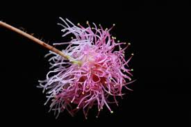 Image result for Mimosa mossambicensis