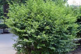 Image result for Pycnosphaera buchananii