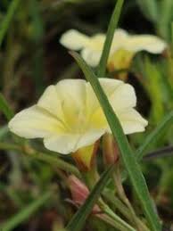 Image result for Xenostegia tridentata