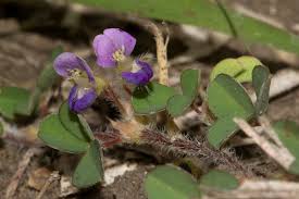 Image result for Grona triflora