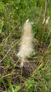 Imperata cylindrica (L.) Raeusch. | Species