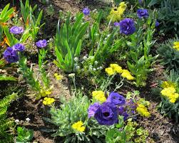 Image result for eustoma lisianthus in garden
