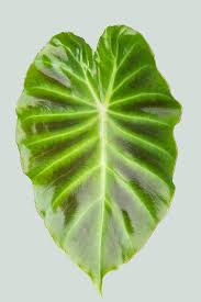 Image result for Remusatia