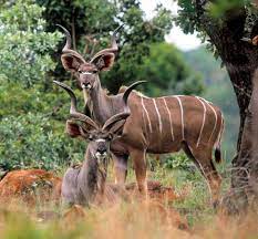 Here's a list of the top 20 famous african it comes in the category of african animals with horns. African Horned Animals Greater Kudu Spiral Horned High Jumper African Animals African Antelope Animals Wild