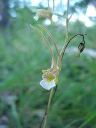 Image result for Eulophia longisepala