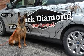 Termite and pest control, moisture damage repairs, mold and fungi remediation, water damage restoration, turf maintenance, landscaping and real estate. Black Diamond Pest Control Franchise Costs And Franchise Info For 2020 Franchiseclique Com
