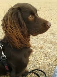 Black And Brown Working Cocker Spaniel Working Cocker Spaniel Milo At The Beach 9months Old Working Cocker Spaniel Dog Spaniel Breeds