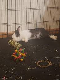 Also known as rabbit fever, this. Rabbits Are Known To Flop Meaning They Throw Their Heads On Their Sides Then Fling The Rest Of The Body Into Line This Shows The Rabbit Is Very Relaxed And Content