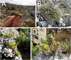 Image result for Mimulopsis arborescens