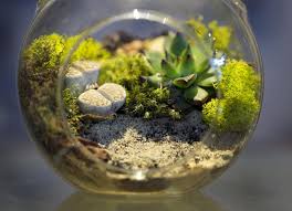 .all thanks to cyberflix tv apk, the latest and arguably the best movie streaming app in the market, taking its cues from the recently closed apps like terrarium tv, and making big leaps with amazing. How To Create A Fabulous Terrarium Gardenstead