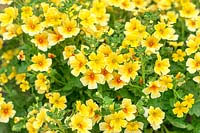 Image result for Jamesbrittenia integerrima