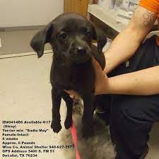 Available Animals Urgent Animals At The Wise County Texas Animal Shelter Animal Shelter Amazing Animal Pictures Animals