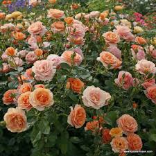 Maybe you would like to learn more about one of these? Bengali Floribunda Roses Bare Root Roses Delivery Type Garden Roses Rosen Kordes