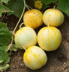 Lemon Organic Cucumber Seed Johnny S Selected Seeds Pickling Cucumbers Lemon Cucumber Cucumber Seeds