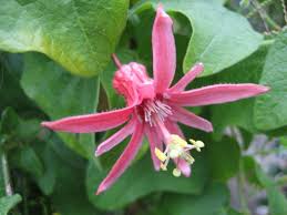 Image result for Passiflora sanguinolenta