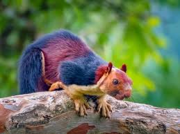 Yes, Giant Technicolor Squirrels Actually Roam the Forests of Southern  India | Smart News| Smithsonian Magazine