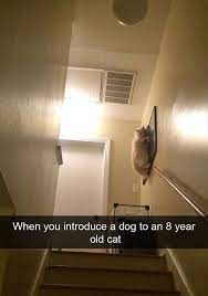 Click The Photo For More Funny And Cute Cat Videos And Photos Cutecats Cats Kittens Catvideos Funnycat Funny Animal Pictures Funny Animals Funny Cat Memes