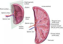 Spleen, organ of the lymphatic system, the primary filtering element for the blood, located in the left side of the abdominal cavity beneath the diaphragm. Cross Sectional Imaging Of The Spleen Radiology Key