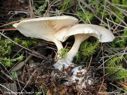 Image result for Clitopilus prunulus