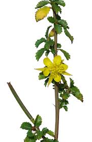 Image result for Corchorus schimperi