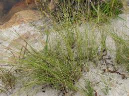 Image result for Aristida pilgeri