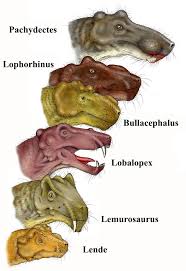 Image result for Phylohydrax