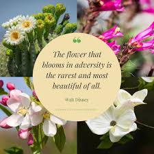 Power of flowers by isha lerner, karen forkish. Power Of Flowers Healing Essences By Isha Lerner Enterprises Posts Facebook