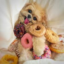 Find the newest national donut day meme. You Donut Understand How Excited These Dogs Are For Donut Day