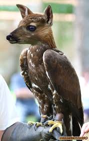 Fantasy Animal Hybrids Imagined With Funny And Adorable Results Designtaxi Com Quebectango Photoshopped Animals Animal Mashups Fake Animals