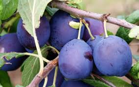 Merryweather damson trees for sale, EU delivery