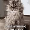 In this article, we are providing you all the good morning sunshine memes wishes with funny animal images. 1