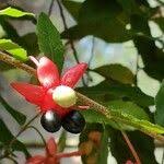 Image result for Ochna atropurpurea