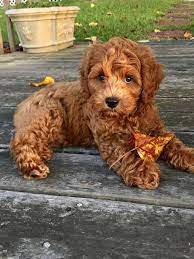 hunde welpen hunde welpen welpen kleine hunde